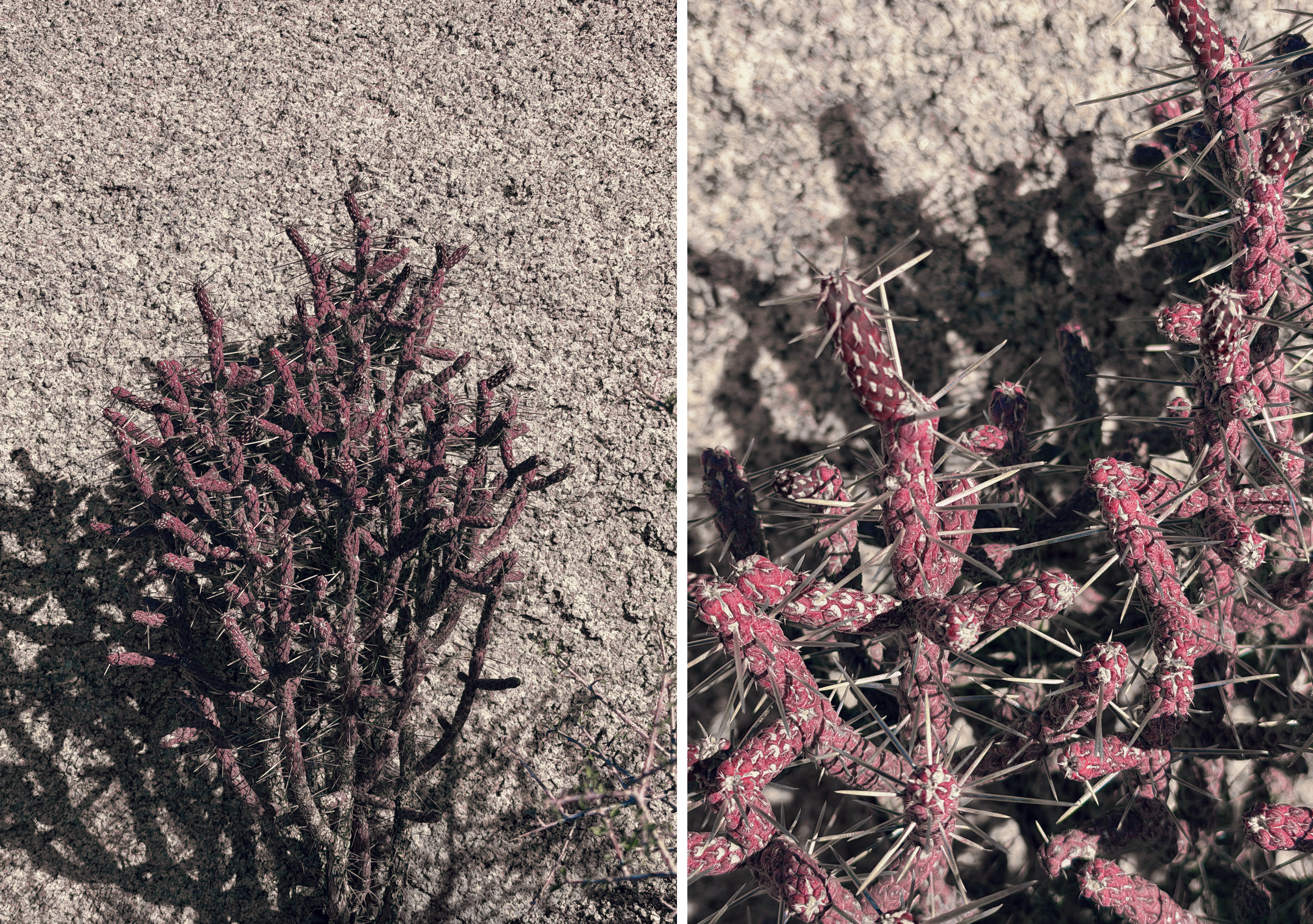 Image 1: A small staghorn cholla cactus (Cylindropuntia versicolor) grows low against pale, gritty desert soil in Joshua Tree. Its clustered, finger-like segments are deep reddish-purple and covered in sharp, pale spines that cast crisp shadows in the bright sun. Image 2: A close-up of the same staghorn cholla shows twisted, segmented stems in shades of pinkish red, densely studded with long, needle-like spines. The rough ground beneath is softly out of focus, emphasizing the cactus’s texture and color.