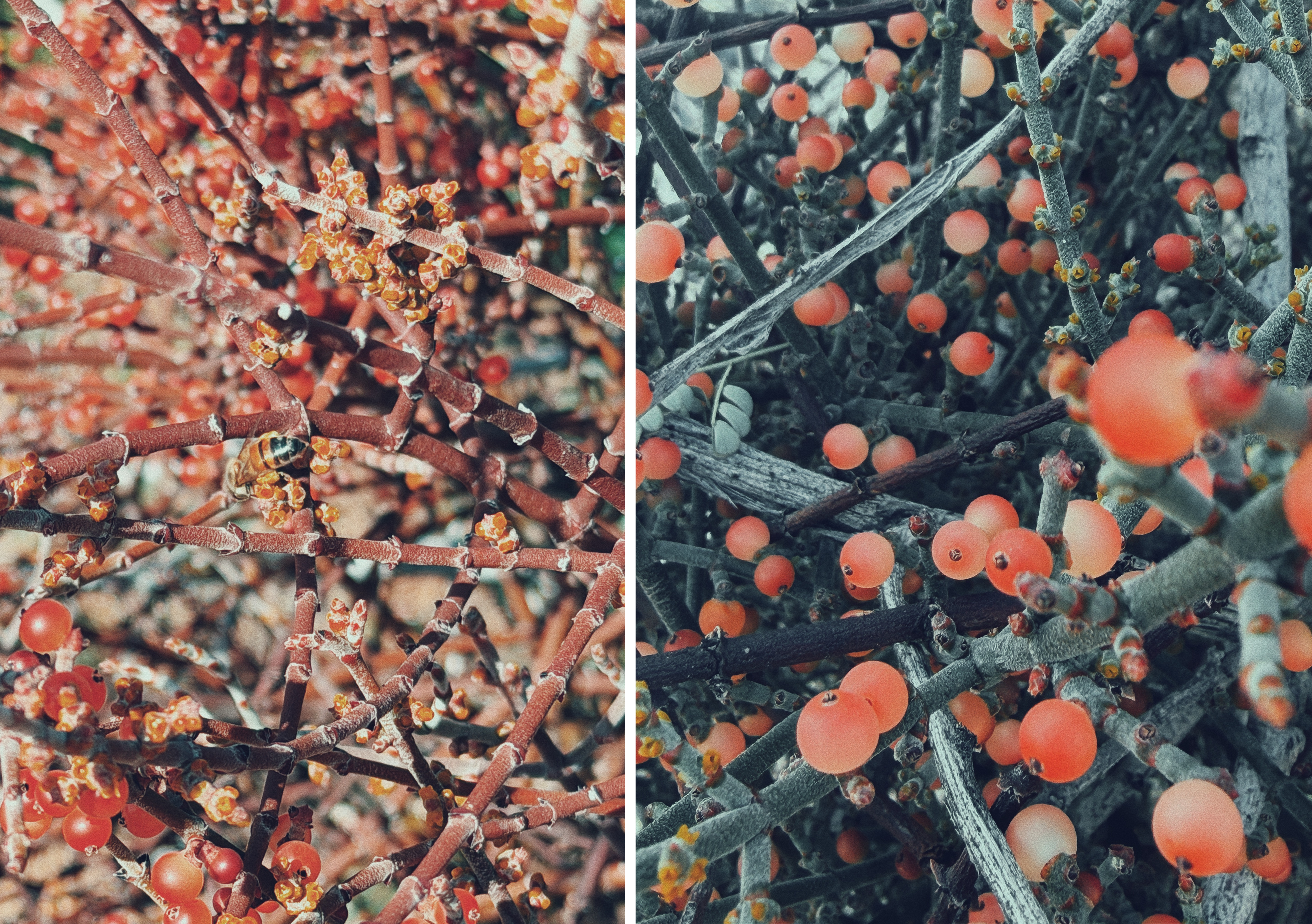 Image 1: A close-up of mesquite mistletoe (Phoradendron californicum) in Joshua Tree National Park, with dense reddish-brown twigs covered in small orange buds and translucent pink berries. The branches crisscross tightly, filling the frame with texture and warm desert colors. Image 2: Another close view of mesquite mistletoe (Phoradendron californicum), showing pale gray-green branches dotted with round, coral-pink berries. The berries stand out against the muted stems, creating a soft contrast within the tangled plant.