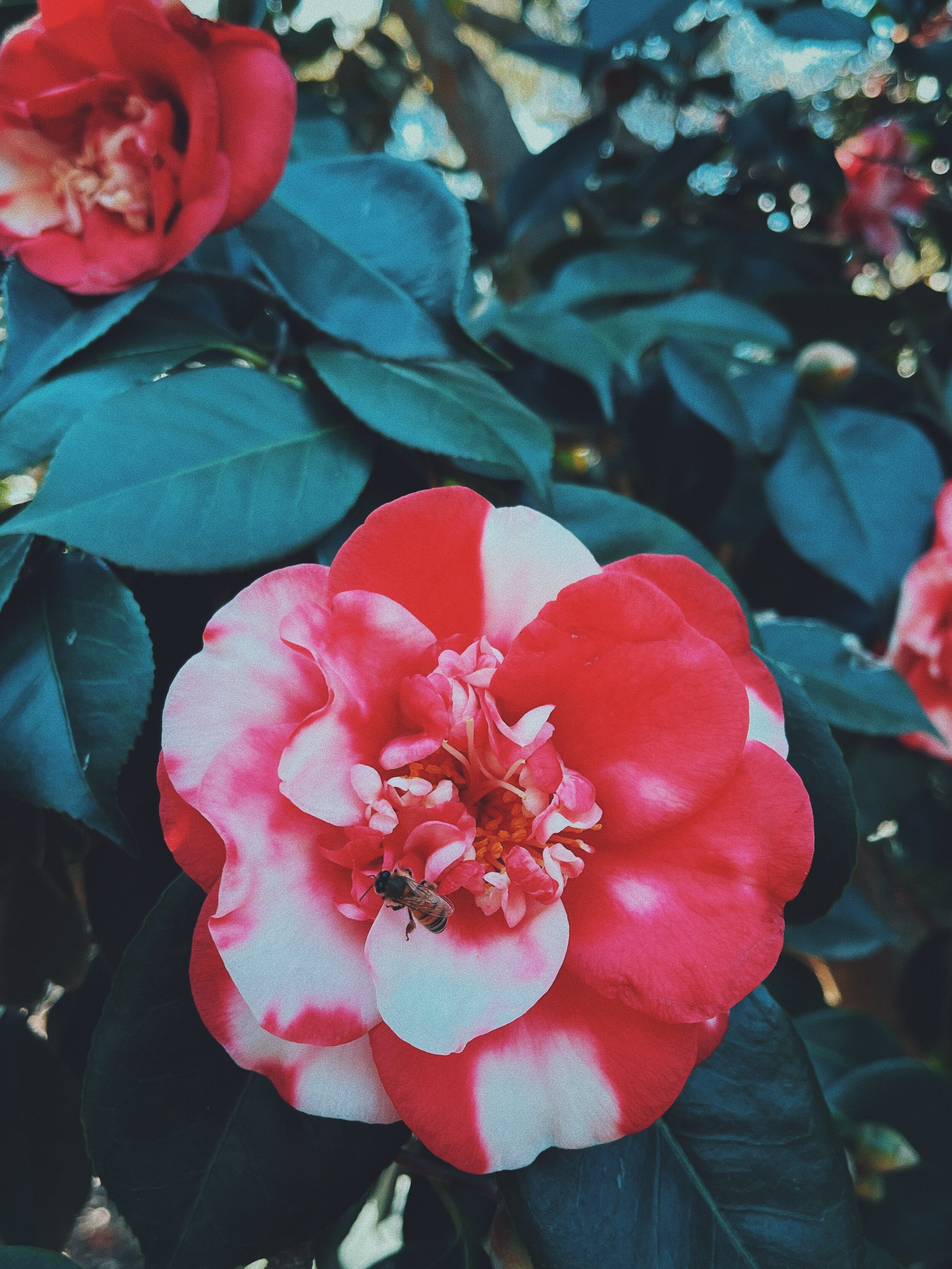 5D9EA36C-2E14-4B91-A93A-32A05B5A1BD1.jpg